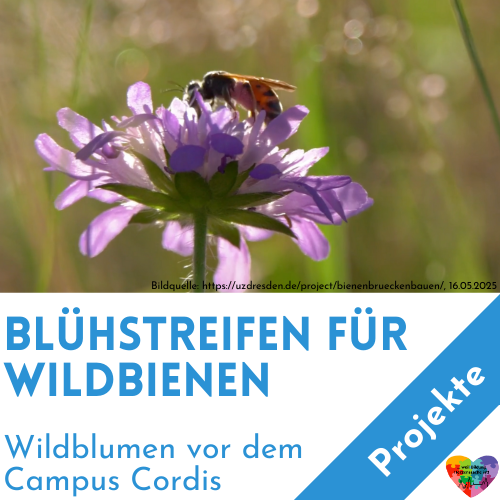 Blühstreifen für Wildbienen